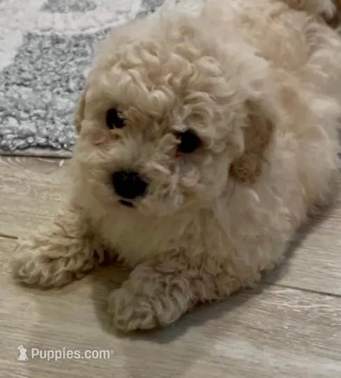 Prince Freddy (Bichon poodle mix), a male Maltipoo for sale in Irvine, CA – Photo 1 of 1