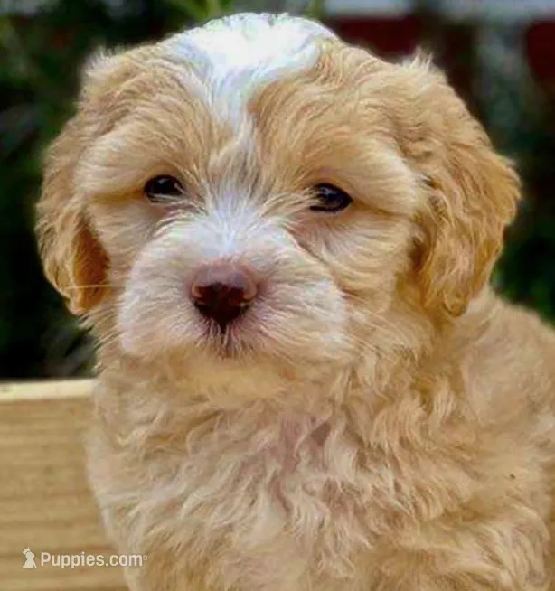 Stripe  – Maltipoo puppy for sale in Irvine, CA
