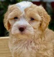 Stripe , a male Maltipoo for sale in Irvine, CA – 1 of 1