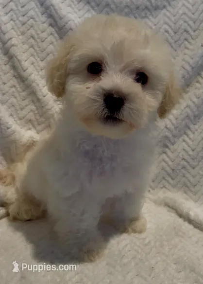 Devin – Maltipoo puppy for sale in Irvine, CA