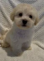 Devin, a male Maltipoo for sale in Irvine, CA – 1 of 2