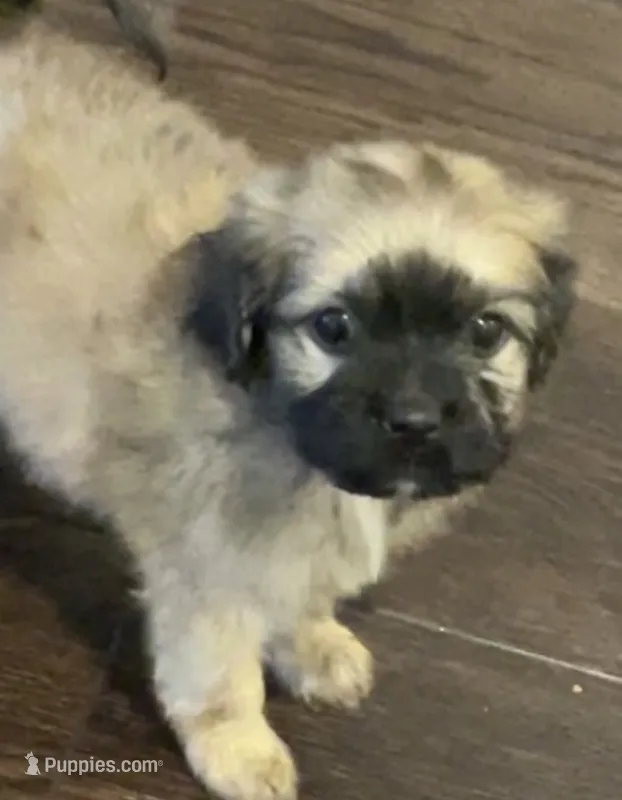 Ronnie – Maltipoo puppy for sale in Irvine, CA