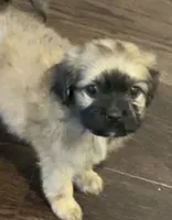 Ronnie, a female Maltipoo for sale in Irvine, CA – 1 of 2
