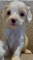 Patches, a female Maltese for sale in Irvine, CA – 3 of 3