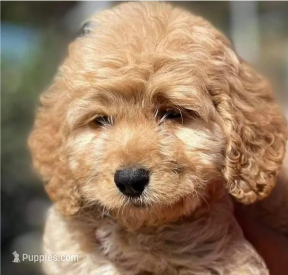 Christopher – Maltipoo puppy for sale in Irvine, CA