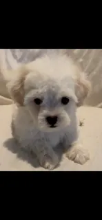 Elina – Maltipoo puppy for sale in Irvine, CA
