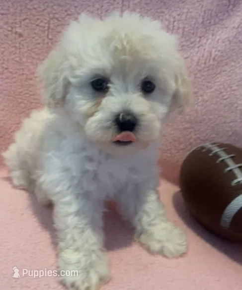 Lady – Maltipoo puppy for sale in Irvine, CA