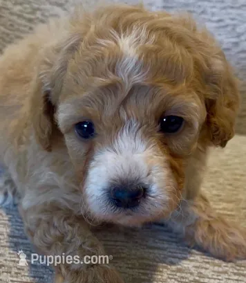 Elina – Maltipoo puppy for sale in Irvine, CA