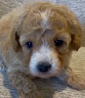 Elina, a female Maltipoo for sale in Irvine, CA – 1 of 1
