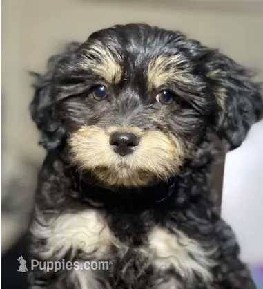 Bentley  – Yorkipoo puppy for sale in Irvine, CA