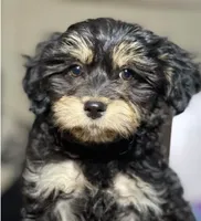 Bentley , a male Yorkipoo for sale in Irvine, CA – 1 of 1