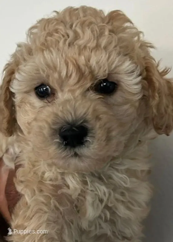 Cain – Maltipoo puppy for sale in Irvine, CA
