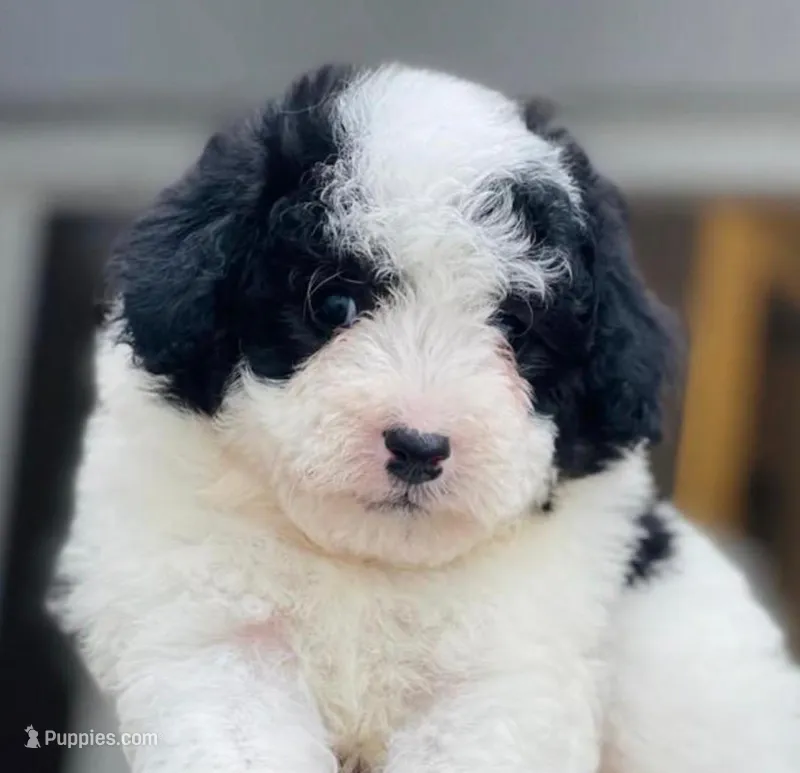 Cookie – Maltipoo puppy for sale in Irvine, CA