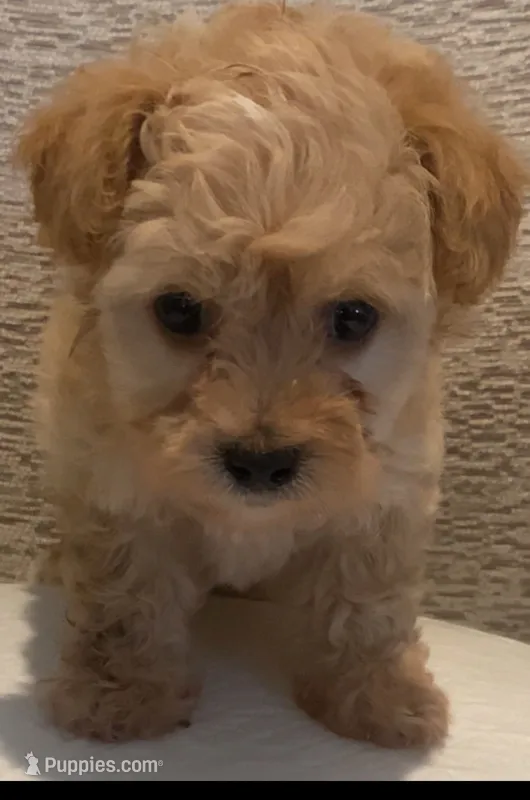 Ross – Maltipoo puppy for sale in Irvine, CA