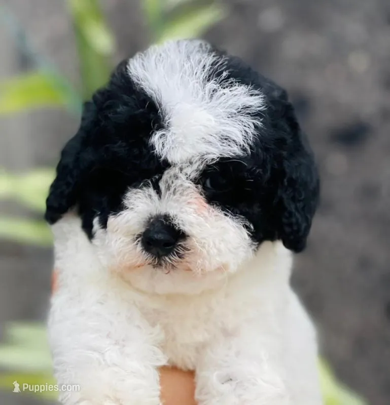 Burglar  – Maltipoo puppy for sale in Irvine, CA