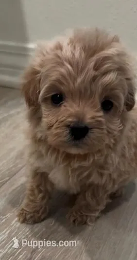 Lucy, a female Maltipoo for sale in Irvine, CA – Photo 1 of 1