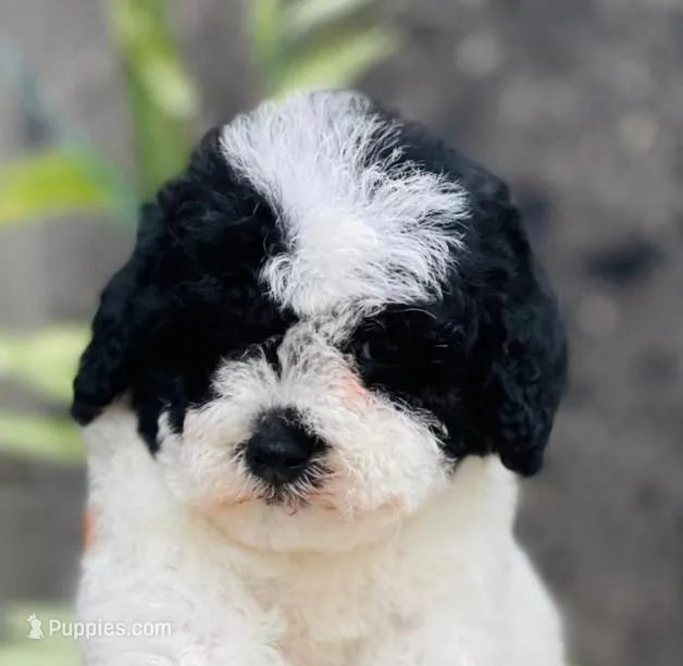 Shady – Maltipoo puppy for sale in Irvine, CA