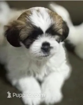 Cleo – Maltipoo puppy for sale in Irvine, CA