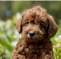 Lil Man, a male Maltipoo for sale in Irvine, CA – 1 of 1