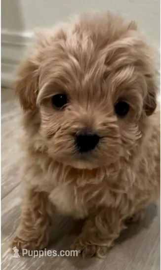 Frankie – Maltipoo puppy for sale in Irvine, CA