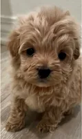 Frankie, a male Maltipoo for sale in Irvine, CA – 1 of 1