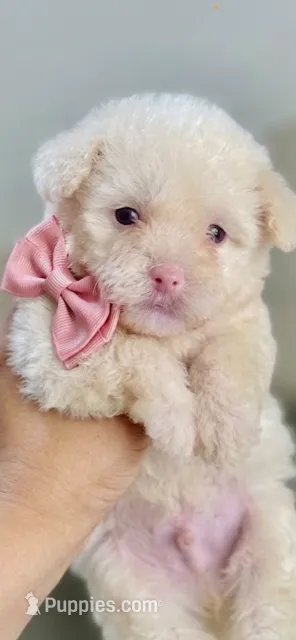 Sweetie – Maltipoo puppy for sale in Irvine, CA