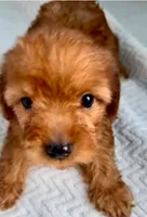 Red, a male Maltipoo for sale in Irvine, CA – 2 of 2
