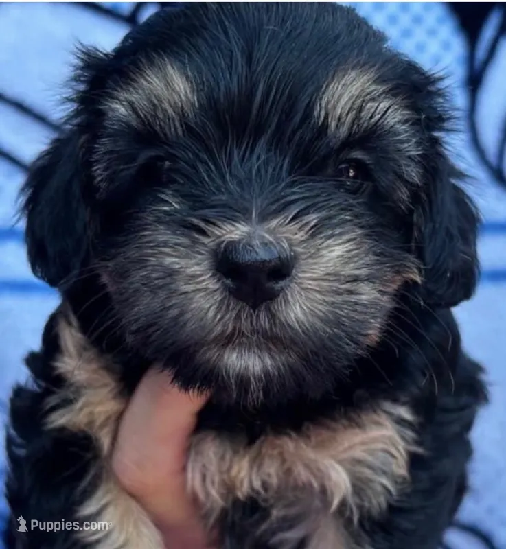 Rodman – Yorkipoo puppy for sale in Irvine, CA