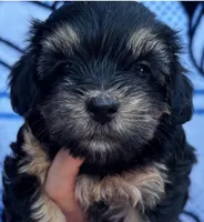 Rodman, a male Yorkipoo for sale in Irvine, CA – 1 of 1