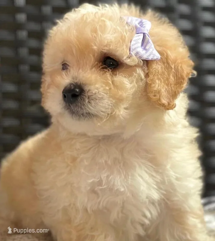 Zoey – Maltipoo puppy for sale in Irvine, CA