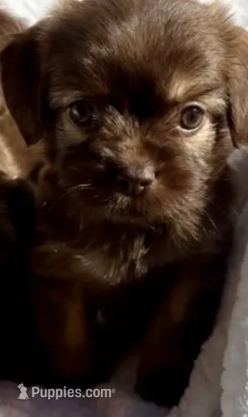 Fergie – Maltipoo puppy for sale in Irvine, CA