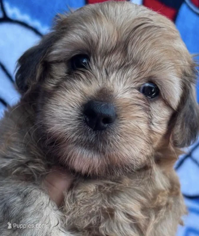 Samantha  – Yorkipoo puppy for sale in Irvine, CA