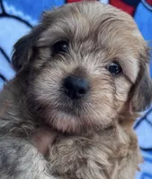 Samantha , a female Yorkipoo for sale in Irvine, CA – 1 of 1