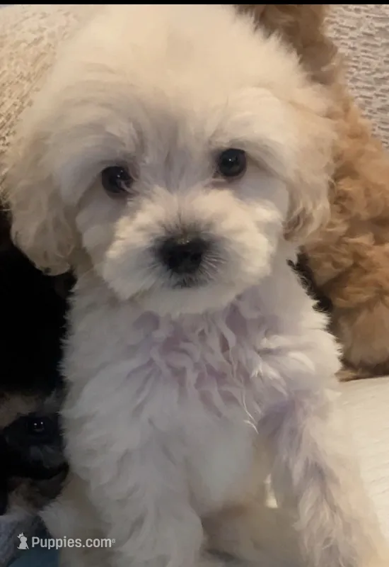 Elmo – Maltipoo puppy for sale in Irvine, CA