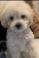 Elmo, a male Maltipoo for sale in Irvine, CA – 1 of 1