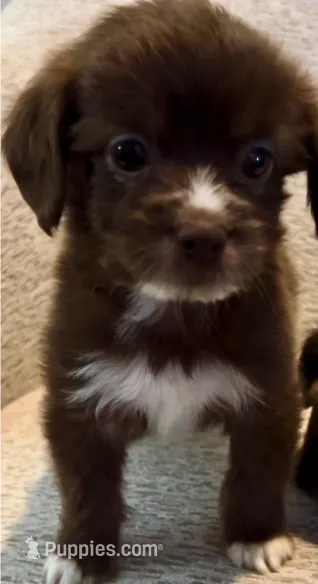 Brownie – Maltipoo puppy for sale in Irvine, CA