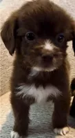 Brownie, a male Maltipoo for sale in Irvine, CA – 1 of 1