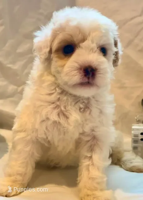Bruiser – Maltipoo puppy for sale in Irvine, CA