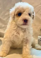 Bruiser, a male Maltipoo for sale in Irvine, CA – 1 of 1