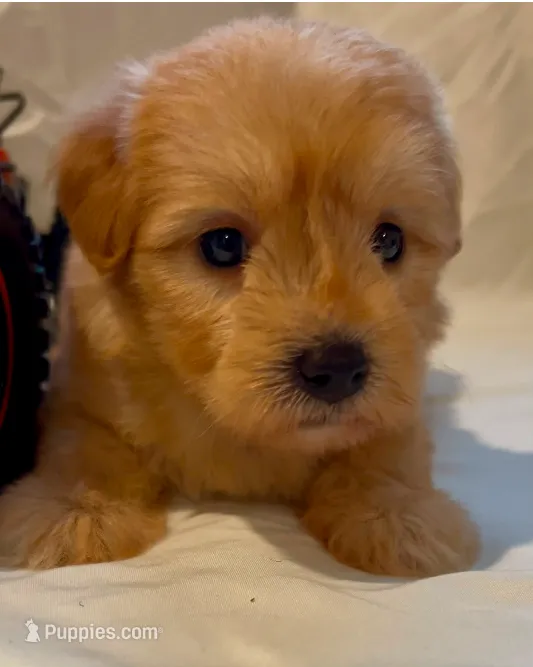 Sara – Maltipoo puppy for sale in Irvine, CA