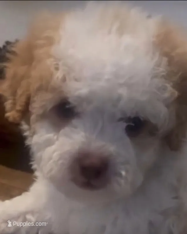 Logan – Maltipoo puppy for sale in Irvine, CA