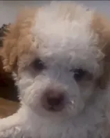 Logan, a male Maltipoo for sale in Irvine, CA – 1 of 1