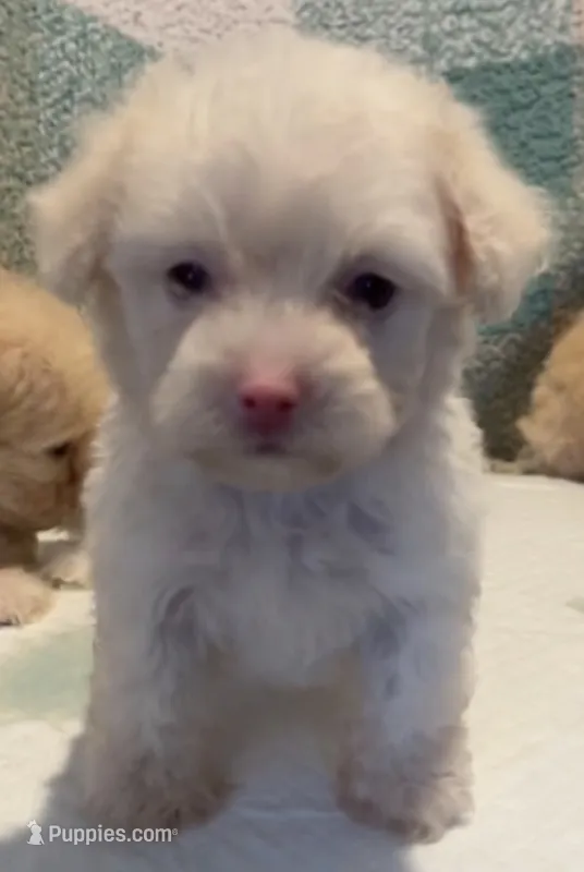 Elina – Maltipoo puppy for sale in Irvine, CA