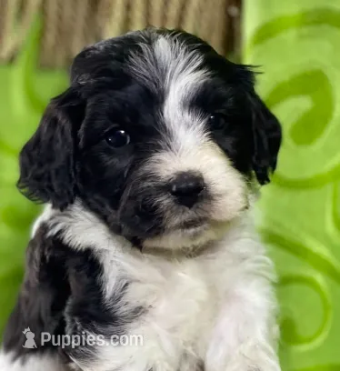 Red – Yorkipoo puppy for sale in Irvine, CA