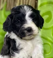 Red, a female Yorkipoo for sale in Irvine, CA – 1 of 1