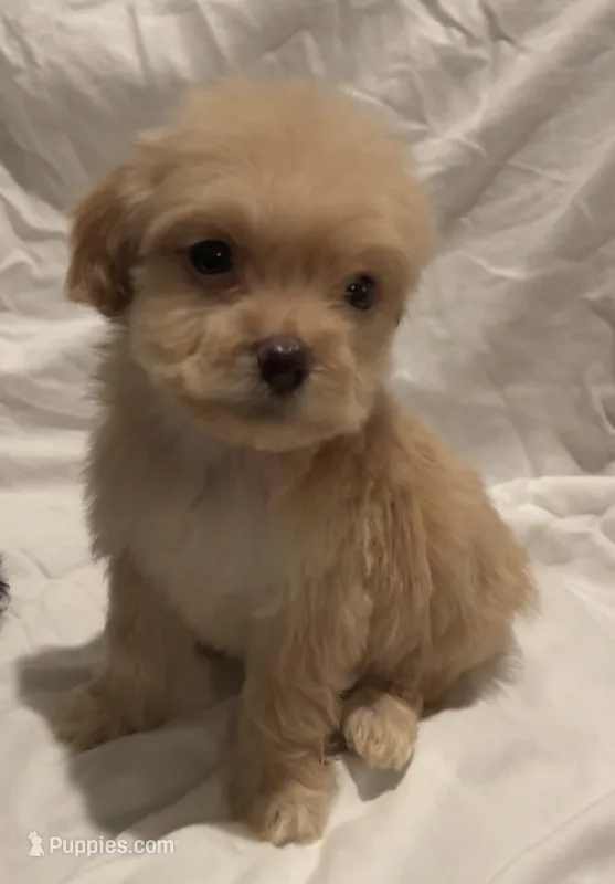 Ross – Maltipoo puppy for sale in Irvine, CA
