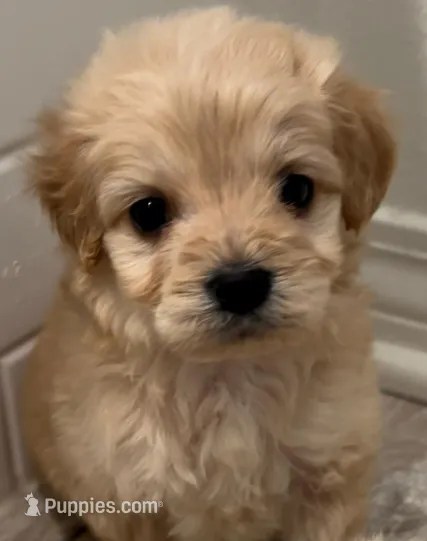 Spanky – Maltipoo puppy for sale in Irvine, CA