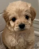 Spanky, a male Maltipoo for sale in Irvine, CA – 1 of 1