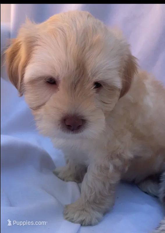 Elina – Shihpoo puppy for sale in Irvine, CA