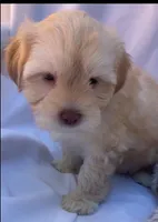 Elina, a female Shihpoo for sale in Irvine, CA – 1 of 2